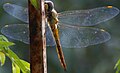 Another shot with the dragonfly in focus too.