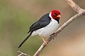 Yellow-billed cardinal, adult