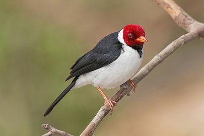 Yellow-billed cardinal Paroaria capitata India