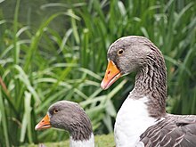 heads of two grey-headed geese; a little white is visible at the base of the bill (which is orange)