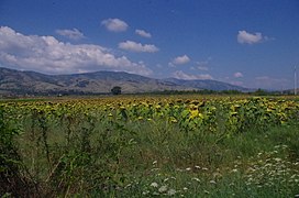 Сончогледи во Пелагонија.