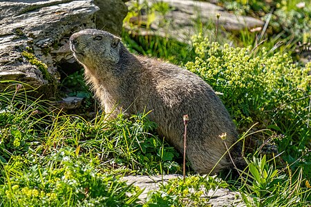 Alpine marmot, by Giles Laurent