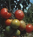 1964-06 1964年 西藏西红柿