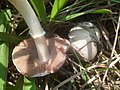 Agaricus campestris