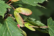 Acer glabrum for A. traini 24 Dec 2012