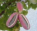Pinker more magenta fruits of an A. quinata