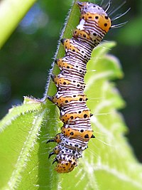 Image d’une chenille 'Alypia octomaculara. Il est de petite taille, avec des rayures noires, blanches et orange interchangeables sur tout son corps.