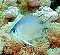Image 41Most coral reef fish have spines in their fins like this damselfish (from Coral reef fish)