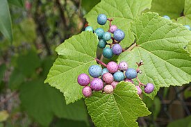 Ampelopsis brevipedunculata -hopeaviinilaji