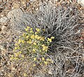 Amphipappus fremontii, Moapa Valley, južna Nevada