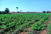 Campo de okra en Nigeria