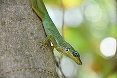 Le zanndoli (Anolis roquet), autre lézard endémique de Martinique, différent des mabouyas