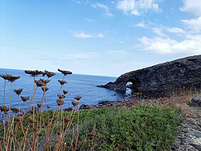 A natural grey rock arch juts out of the ocean on the right, with brownish flowers in the extreme foreground on the left. Very blue sky and sea.