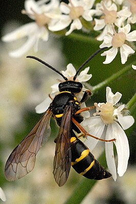 Argogorytes mystaceus