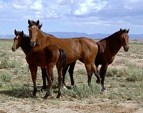 Mustangs en Arizona.