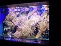 Artis aquarium