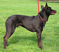 Australian Kelpie