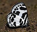 Banded Blue Pierrot, Discolampa ethion.