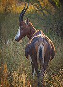 Femelle gestante (Afrique du Sud)