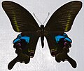 Blue peacock (Papilio arcturus)