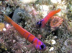 Deux Lythrypnus dalli de Californie