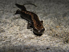 Bolitoglossa yucatana