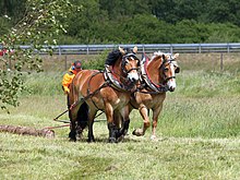 Feux chevaux attelés tirent un tronc d'arbre.