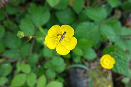 Calameuta haemorrhoidalis