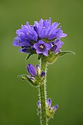 Campanula cervicaria - Keila