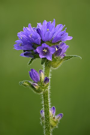 Campanula cervicaria