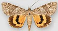 Catocala meskei f. rosalinda Meske's underwing