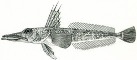 Channichthys rhinoceratus, самец, 410 мм TL, 386 мм SL