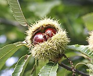 File:Chestnuts.jpg