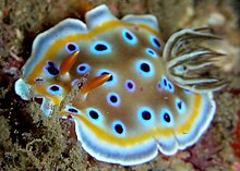 A colourful nudibranch