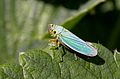 Cicadella viridis