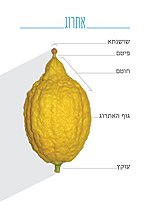 תמונה ממוזערת עבור אתרוג