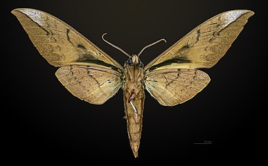 Male ventral view