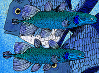 Coelacanthus whitea