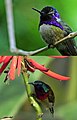 Hummingbird, a New World bird, with a sunbird, an Old World bird