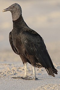 Black vulture, by Mdf