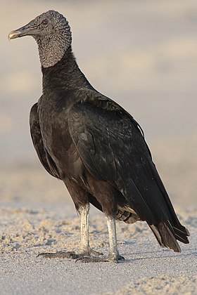 Urubu-de-cabeça-preta no Panamá