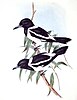 Pied Butcherbirds, by John Gould