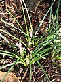 Crocus minimus opening