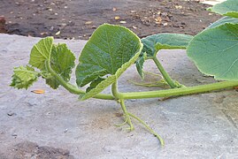 Zarcillos en los nudos de Cucurbita maxima, en este caso en una variedad cultivada.