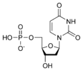 Deoxyuridine monophosphate