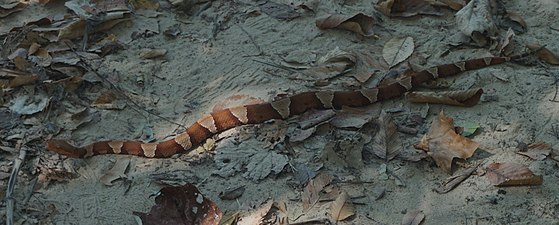 A broad-banded copperhead at Dinosaur Valley State Park, Somervell Co., Texas (10 October 2020)