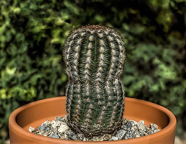 Echinocereus reichenbachii