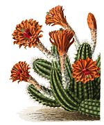 Echinocereus scheeri