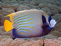 Emperor angelfish at Raja Ampat, 2020