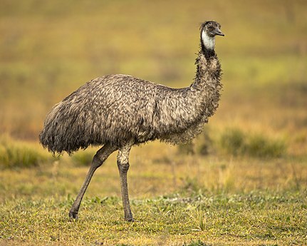 An emu by JJ Harrison